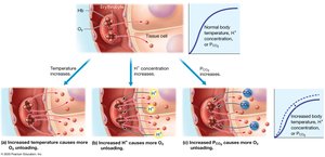 Effect of temperature, H+ concentration, and PCO2 on oxygen unloading