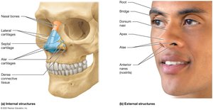 Anatomy of the nose