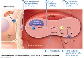Bicarbonate ion formation in erythrocyte