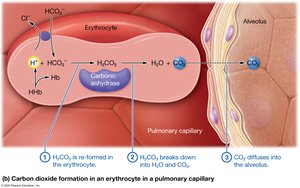 CO2 formation in erythrocyte in pulmonary capillary