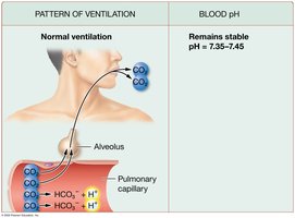 Effect of ventilation on blood pH