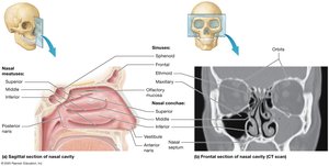 Anatomy of the nasal cavity