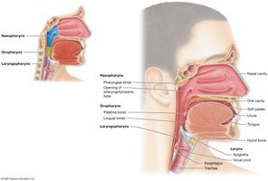 Anatomy of the pharynx
