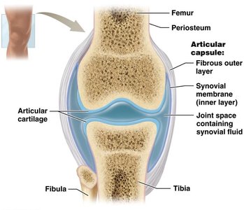 Structure of a synovial joint