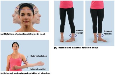 Internal and external rotation