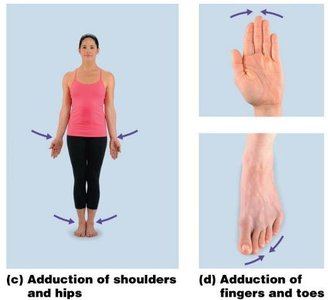 Abduction and circumduction movements