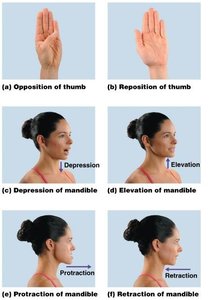 Adduction movements