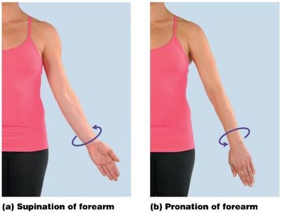 Special movements: thumb, mandible, foot