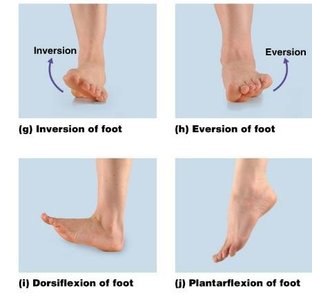 Pronation and supination of forearm, inversion and eversion of foot