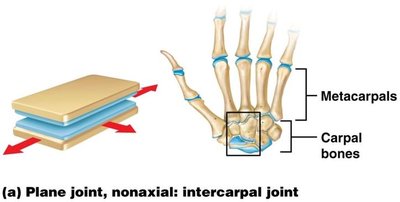 Planar joint: intercarpal joint