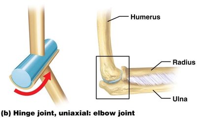 Hinge joint: elbow joint
