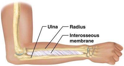 Syndesmosis between radius and ulna