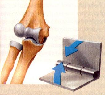 Condylar joint: metacarpophalangeal joint
