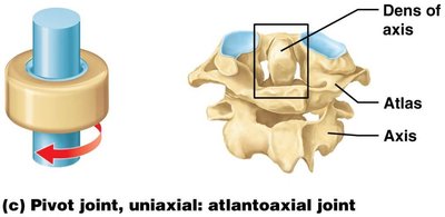 Saddle joint: carpometacarpal joint of thumb