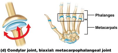 Ball-and-socket joint: shoulder joint