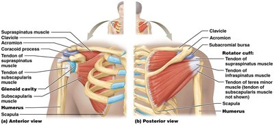 Shoulder joint structure