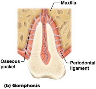 Gomphosis joint between tooth and maxilla