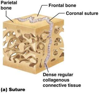 Suture joint between skull bones