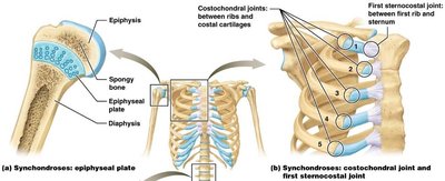 Synchondroses: epiphyseal plate and costosternal joint