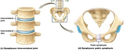 Symphyses: intervertebral joint and pubic symphysis