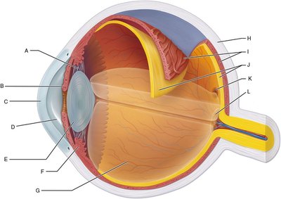 Cross-section of the eye with labeled structures