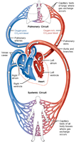 Systemic circuit diagram