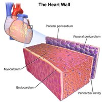 Heart wall layers