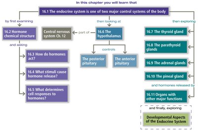 Chapter roadmap for the endocrine system