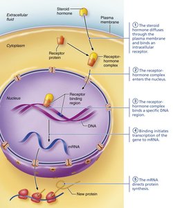 Steroid hormone mechanism of action