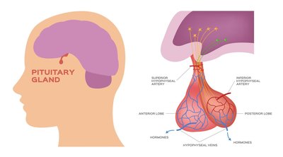 Pituitary-hypothalamic relationships