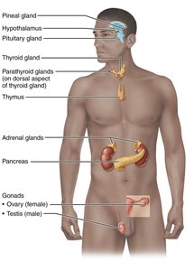 Location of selected endocrine organs in the human body