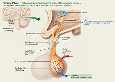 Pituitary-hypothalamic relationships