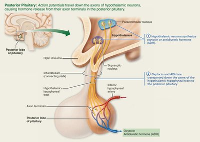 Pituitary-hypothalamic relationships