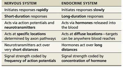 Comparison of nervous and endocrine systems