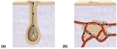 Exocrine vs. endocrine gland structure