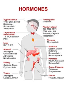 Major hormone-producing organs and hormones
