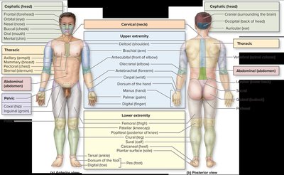 Regional terms of the human body