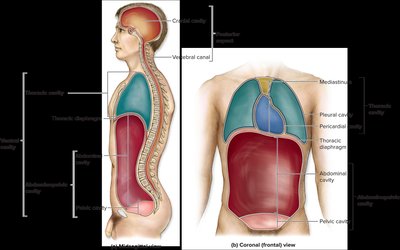 Body cavities and their subdivisions