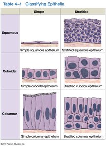 Classification of epithelial tissues