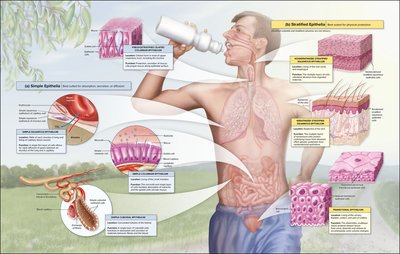 Types of connective tissues and their functions