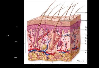 Anatomy of the skin showing epidermis and dermis