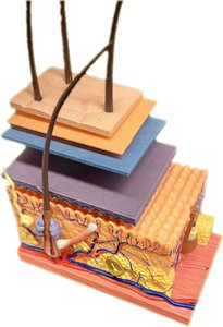 Skin lab model showing layers and structures