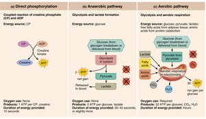 Aerobic pathway