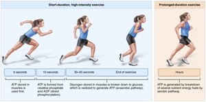 Energy sources during exercise