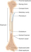 Parts of a long bone