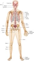 Bones of the human skeleton, anterior view