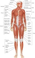 Major muscles of the human body, anterior view