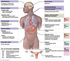 Major endocrine organs and their hormones