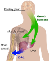GH-IGF axis