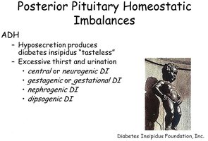 Posterior pituitary homeostatic imbalances